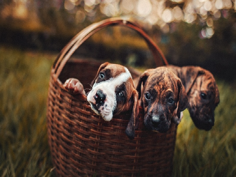 手工试管花瓶图片真实（试管怎样寻找精子）